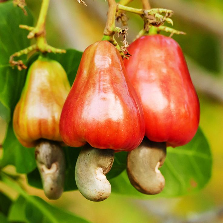 cashew tree 4 5 ft