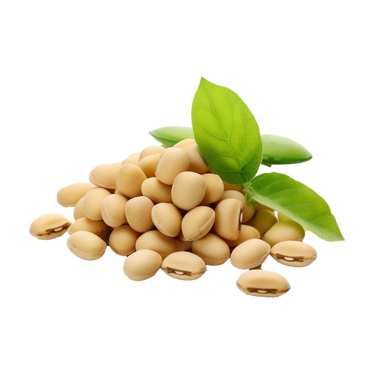 Soya Beans Export download ai generated soya beans isolated on transparent background for free (2)