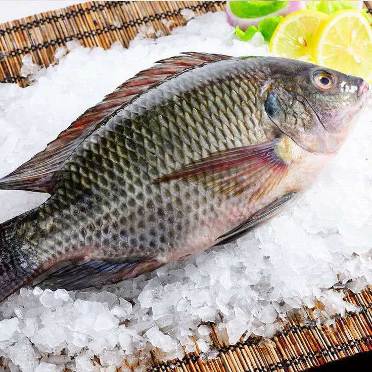 popular ready meal frozen tilapia fillets for supermarket& hotel & restaurants, easy cooking foods,
