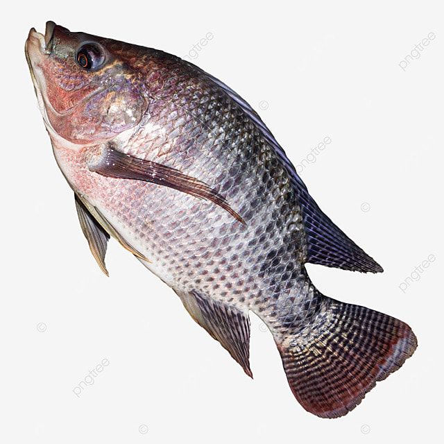 tilapia fish white transparent, tilapia fish png, fish png, fish, tilapia png image for free download
