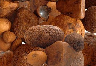 Ox Gallstone Export gallstones (2)